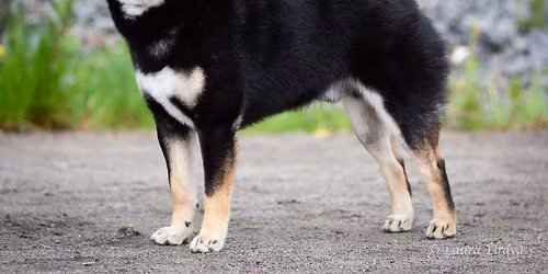 Kev\u00e4tkokous 2026