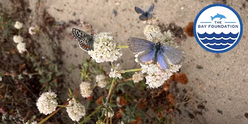 Dune Restoration Volunteer Event