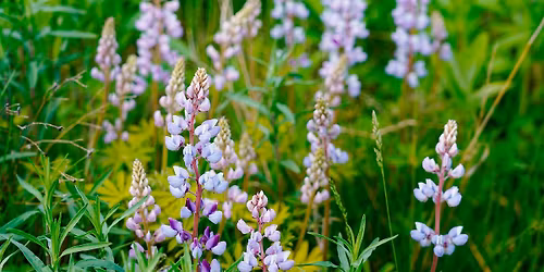 Nature Hike in the Grady Tract