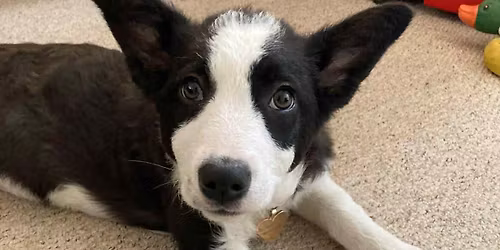 Puppy foundation part 2