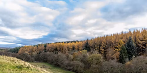November Friday Walk - Stang Forest- 10miles\/16km