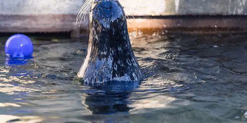 Party for the Planet at Buttonwood Park Zoo