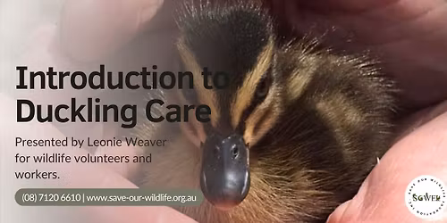 Introduction to Duckling Care presented by Leonie Weaver