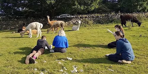 Alpaca Life Drawing