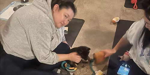 Bank holiday Monday PUPPY YOGA (yoga with puppies) 2-4-1