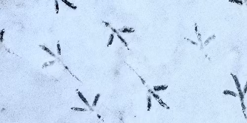 Nature Journaling: Bird Feet!