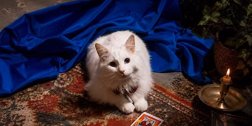 Cats and Tarot