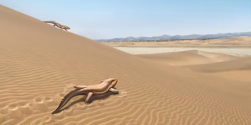 Science Fika: 360-million-year-old fossil skin tells us about the lives of the earliest vertebrates