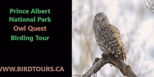 Prince Albert National Park Owl Quest 2-day Birding Tour