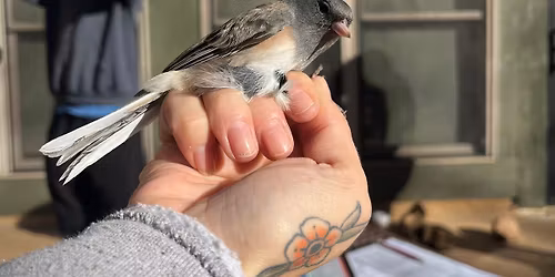 Bird Banding