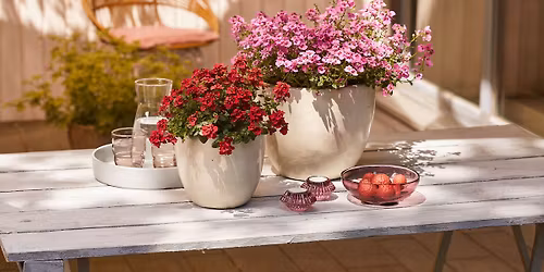 \ud83c\udf38Gro\u00dfer Balkonpflanzenverkauf \u2013 Tag der offenen G\u00e4rtnerei\ud83c\udf38