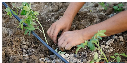Drip Irrigation for Gardens 101