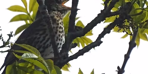 Dawn Chorus Guided Walk