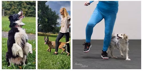 Vesel\u00fd ps\u00ed den Sokolov