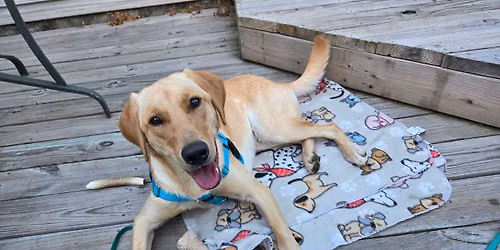 New & Used pet supply sale