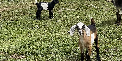 September Goat Yoga at Guerrilla Gardens