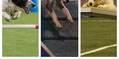 SUMMER CAMP UNLEASHED: UKI agility and UpDog