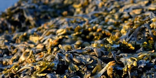 D\u00e9gustation et d\u00e9couverte des algues