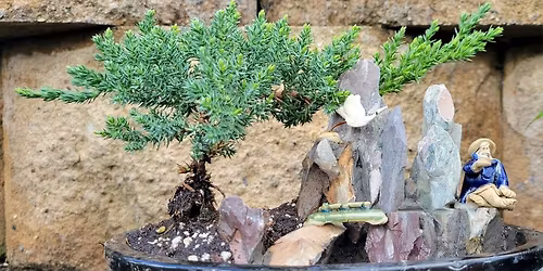 SAN DIEGO:  Bonsai Basics with Richard