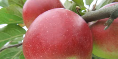 FRUITIERS : du choix de la vari\u00e9t\u00e9, en passant par les portes greffes jusqu'\u00e0 la plantation