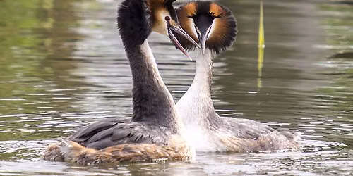 Birds by Boat