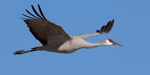 Sandhill Cranes with Mike Higgins