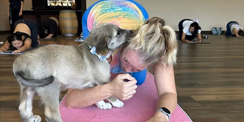 Doggy Noses & Yoga Poses at Jersey Girl Brewing