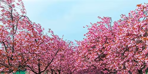 Brand Bloom Cherry Blossom Photoshoots HARROGATE