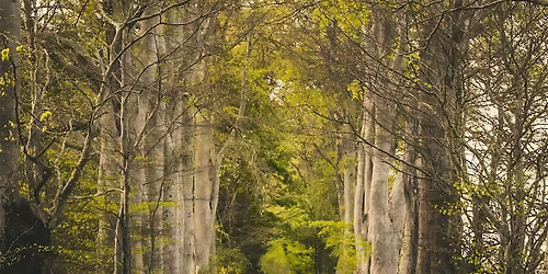 Tree ID Training Day in Seaton Park