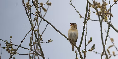 Vardagsvandring natts\u00e5ngare Librob\u00e4ck