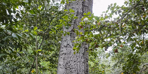 Julianna Barwick & Mary Lattimore w\/ Jeff Zeigler in the Sanctuary of the First Unitarian Church