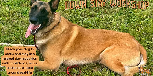 Down Stay Workshop