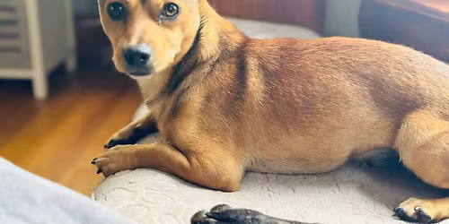 Adoption Event - Denargo Market Denver, CO