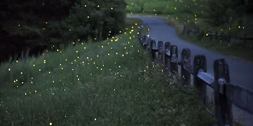 Adult Firefly Night Hike: Hidden Oaks