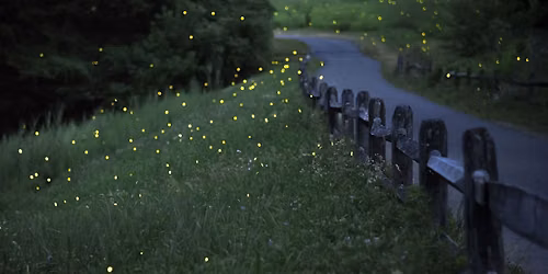 Adult Firefly Night Hike: Hidden Oaks
