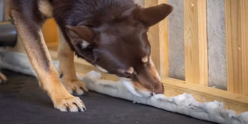 Pinnan el\u00e4kepirskeet \ud83e\udd73