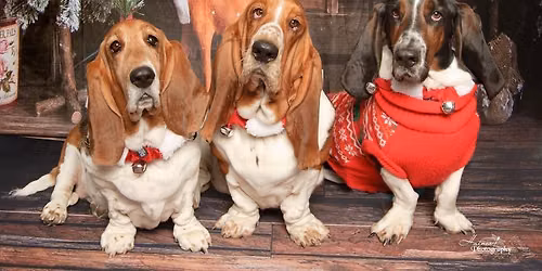 Holiday Pet Portraits