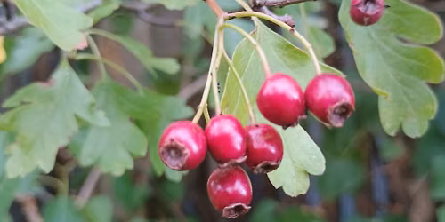 A Morning with Hawthorn