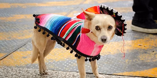 Howl-O-Ween Pup Parade & Beltline Crawl