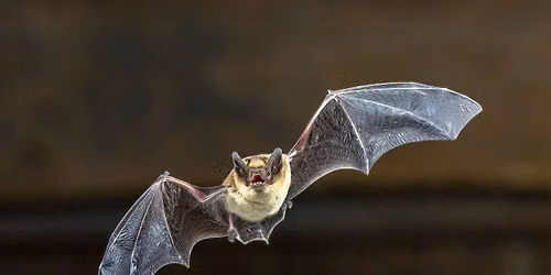 Bat Watching for Beginners -August 