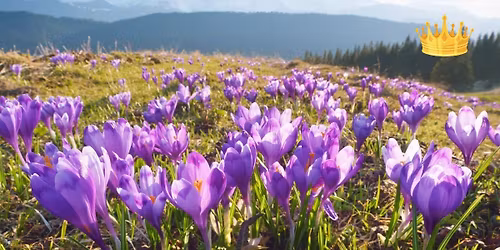 Krokusy w Gorcach: Turbacz + Lubomir (2 szczyty KGP)