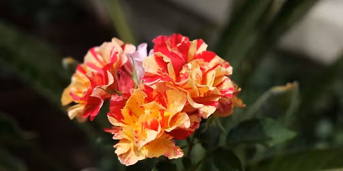 March Meeting & Potluck