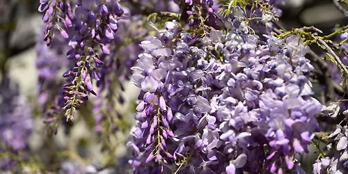 2026 Garden Lecture Series featuring Bryce Lane