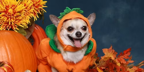 Adoption Event at Coastal Farm and Ranch - Auburn