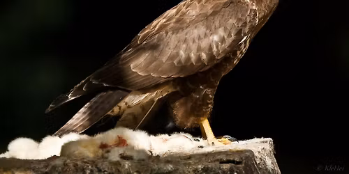 Workshop: Falknerei als Jagdart [UBZ, KJS]