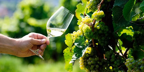 Vinkurs: Riesling \u2013 verdens mest allsidige drue