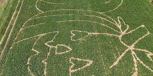 2026 Corn Maze