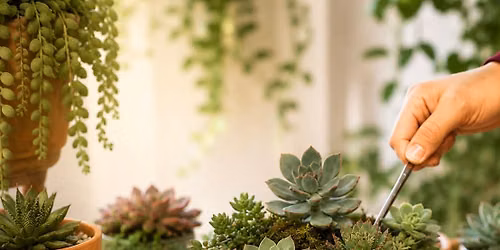 Master Class - Succulent Garden Bar with Mainely Succulents