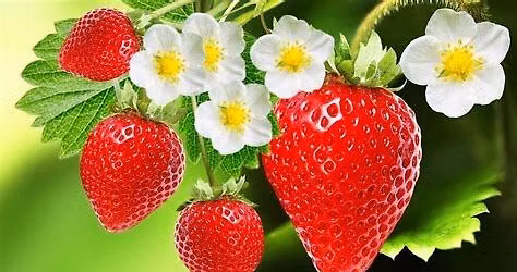 Strawberry Festival 
