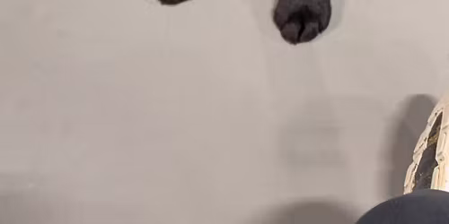 Puppy 6 Week Class Series